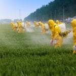 Agriculteurs pulvérisant des pesticides dans un champ de blé en tenue de protection