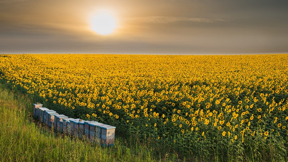 20 mai, Journée mondiale des abeilles